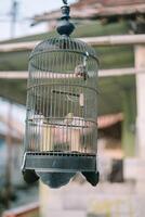 Bird resting in a cage, showcasing vibrant feathers against the metal bars of the enclosure photo