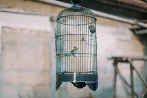 Bird resting in a cage, showcasing vibrant feathers against the metal bars of the enclosure photo