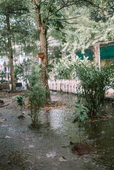 Trees and garden under heavy rain, causing water to overflow and flood the area, creating a wet and lush scene photo