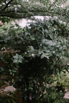 Trees and garden under heavy rain, causing water to overflow and flood the area, creating a wet and lush scene photo