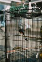 Bird in a cage, showcasing its colorful plumage while enclosed in a metal structure photo