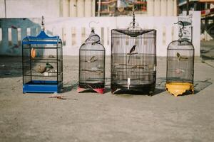 Bird in a cage, showcasing its colorful plumage while enclosed in a metal structure photo