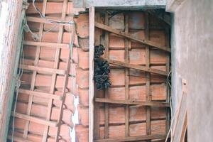 Bats hanging upside down from the roof of a house, illustrating nocturnal wildlife in urban settings photo