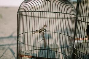 Bird in a cage, showcasing its colorful plumage while enclosed in a metal structure photo