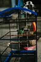 Bird in a cage, showcasing its colorful plumage while enclosed in a metal structure photo
