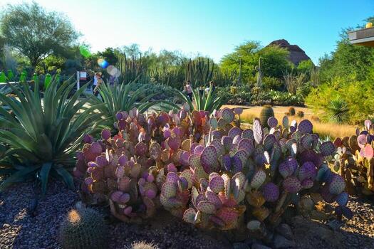 diferente tipos de espinoso Pera cactus en un botánico jardín en fénix, Arizona foto