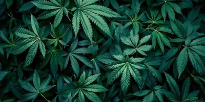 Green Cannabis Leaves Pattern on Black Background Flat Lay, Top View, High Resolution, Insanely Detailed and Intricate, Sharp Focus, HDR, Professional Color Grading, Award-Winning Composition photo
