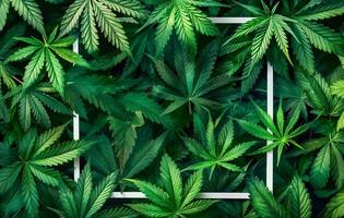 Abstract background with green cannabis leaves and white frame for text in shape of panoramic rectangle. Flat lay, top view of hemp plant in nature. Copy space banner template design photo