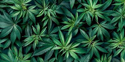 Green Cannabis Leaves Pattern on Black Background Flat Lay, Top View, High Resolution, Insanely Detailed and Intricate, Sharp Focus, HDR, Professional Color Grading, Award-Winning Composition photo