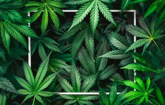 Abstract background with green cannabis leaves and white frame for text in shape of panoramic rectangle. Flat lay, top view of hemp plant in nature. Copy space banner template design photo