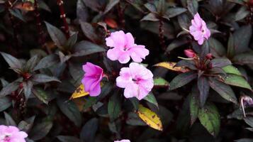 Vibrant Pink Impatiens Flowers Among Dark Foliage in a Lush Garden Setting with Dew-Kissed Leaves and Contrast of Colors photo