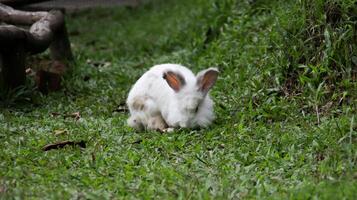 White Rabbit on Green Grass in Outdoor Garden Setting Captured in Natural Light with Focus on Fluffy Fur and Ears photo