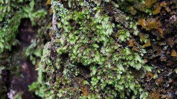 Close-up of Moss and Lichen Growing on Tree Bark in Lush Forest with Green and Brown Textures photo