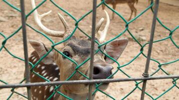 Close-up of Axis Deer behind green wire fence in a dry dirt enclosure with forested background in a wildlife sanctuary photo