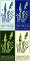 Set of drawing GRAPE HYACINTH in various colors. Hand drawn illustration. The Latin name is MUSCARI BOTRYOIDES L. vector