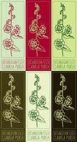 Set of drawing EUCHARIDIUM FISCH in various colors. Hand drawn illustration. The Latin name is CLARKIA PURSH. vector