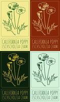 Set of drawing CALIFORNIA POPPY in various colors. Hand drawn illustration. The Latin name is ESCHSCHOLZIA CHAM. vector
