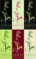 Set of drawing ELLOBIUM LILJA in various colors. Hand drawn illustration. The Latin name is FUCHSIA L. vector