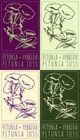 Set of drawing PETUNIA HYBRIDA in various colors. Hand drawn illustration. The Latin name is PETUNIA JUSS. vector