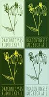 Set of drawing DRACONTOPSIS in various colors. Hand drawn illustration. The Latin name is RUDBECKIA L. vector