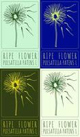 Set of drawing RIPE FLOWER in various colors. Hand drawn illustration. The Latin name is PULSATILLA PATENS L. vector