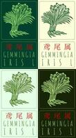 Set of drawing GEMMINGIA in Chinese in various colors. Hand drawn illustration. The Latin name is IRIS L. vector