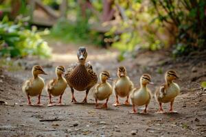 Adorable Fuzzy Ducklings Following Mother in a Row photo