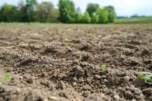 Rich Grey Topsoil Ready to Nurture Lush Crop Growth photo