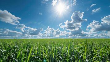 Golden Sugarcane Fields Under Sunlit Sky Ready for Harvest photo