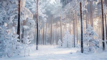 Winters Beauty A Snowy Wonderland of Frosted Forests photo