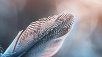 Graceful Dove Feather Intricate Texture and Subtle Color Gradient photo