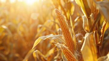 Golden Harvest A CloseUp of Ripe Corn in Sunlit Field photo
