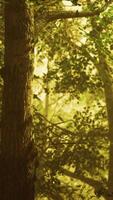Sun beams pour through trees in foggy forest video