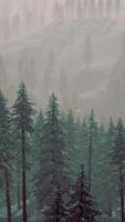 Carpatian mountains fog and mist at the pine forest video