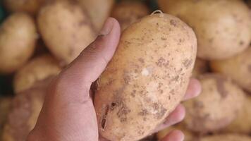 pov shot of man choosing fresh potato at the store video