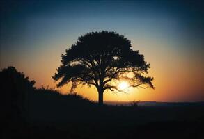 a tree is silhouetted against the sun shining at sunset photo