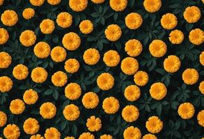 a large group of yellow marigold flowers on a green background photo