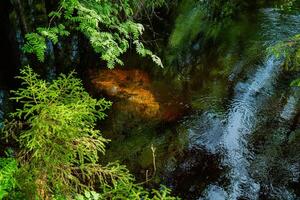 A tranquil forest stream flows gently, with vibrant green foliage overhanging the water and a submerged rock visible below the surface. Perfect for themes of nature, serenity, and untouched wilderness. photo