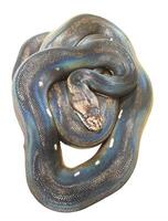 ball royal python black and rainbow color snake rare snake Hybrid varieties on isolated white background photo