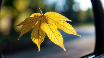 calose up fall leaves on a windshield autumn aesthetic leave in the surface of car mirror maple oak leave photo