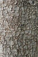 Background and textured surface bark of tree. The bark has a curved trunk. photo
