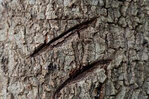 Close up of the bark of a tree. Traces of split wounds in the wood. Wood texture background. photo