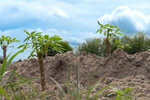 Cassava tree planted in pieces on the ground. A few branches and green leaves emerged. Cassava cultivation agricultural background picture. Under blue sky and whtie clouds. photo