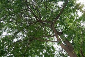 Under the tree with branches and green leaves of the Black Afara tree. Abstract background of nature in garden. photo