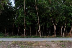 Horizontal view of dirty asphalt road in Thailand. Background of rubber trees foest. Dark deep inside. photo