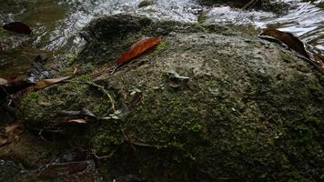cerca arriba cubierto de musgo rocas con claro agua fluido en el Arroyo durante verano en tropical selva. lento movimiento diapositiva disparo. bajo ángulo vista. video