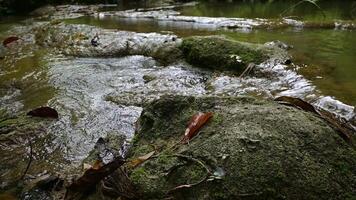 lento movimiento escena de agua corriente fluido mediante cubierto de musgo rocas en selva durante verano. bajo ángulo ver imágenes. video