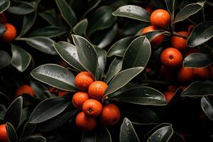 Bunches of ripe orange sea buckthorn berries hang from tree branches, ready to be picked. photo
