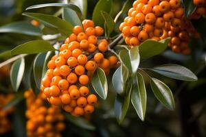 Bunches of ripe orange sea buckthorn berries hang from tree branches, ready to be picked. photo