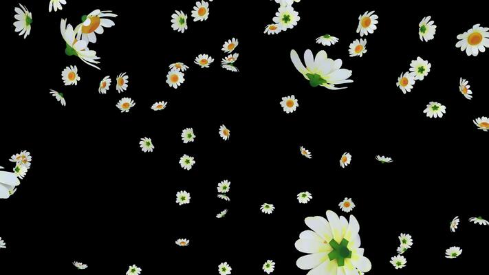 Flowers Falling Animation Stock Video Footage for Free Download